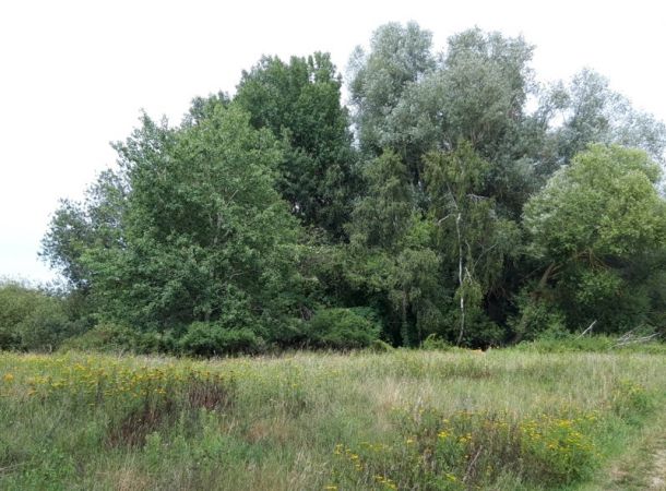 Kampfmittelr&auml;umung in Wolfhagen (Gasterfelder Holz)